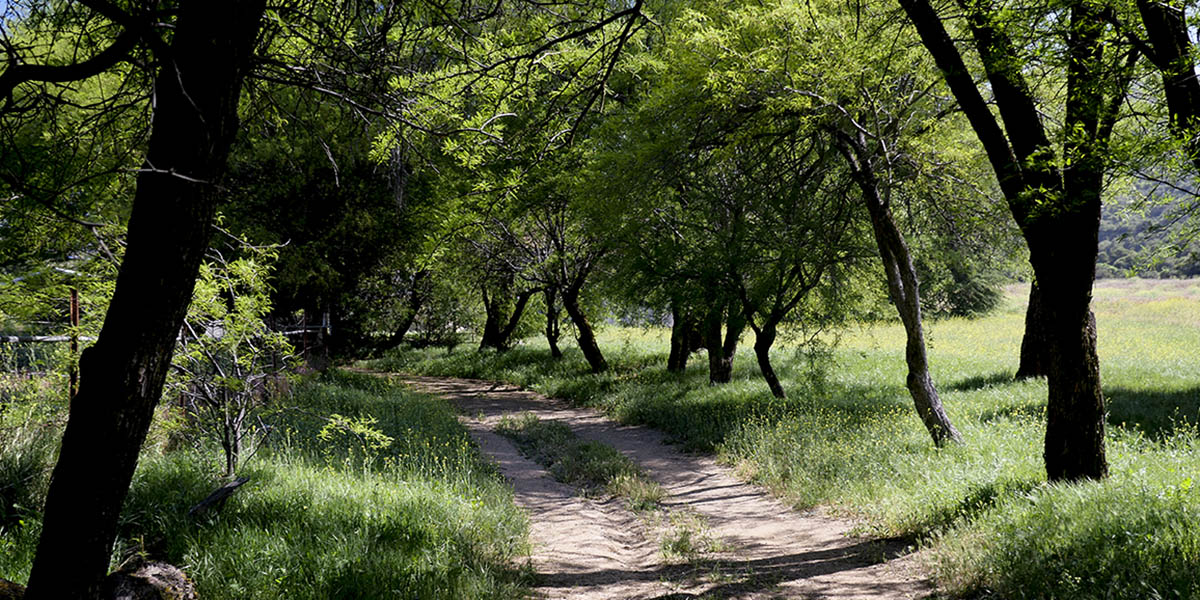 Wildwood Canyon