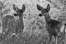 Wildwood Canyon State Park Deer