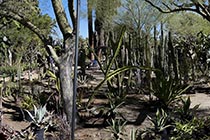 Cacti Museum