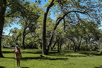 Oak Glen