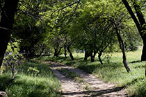 Wildwood Canyon